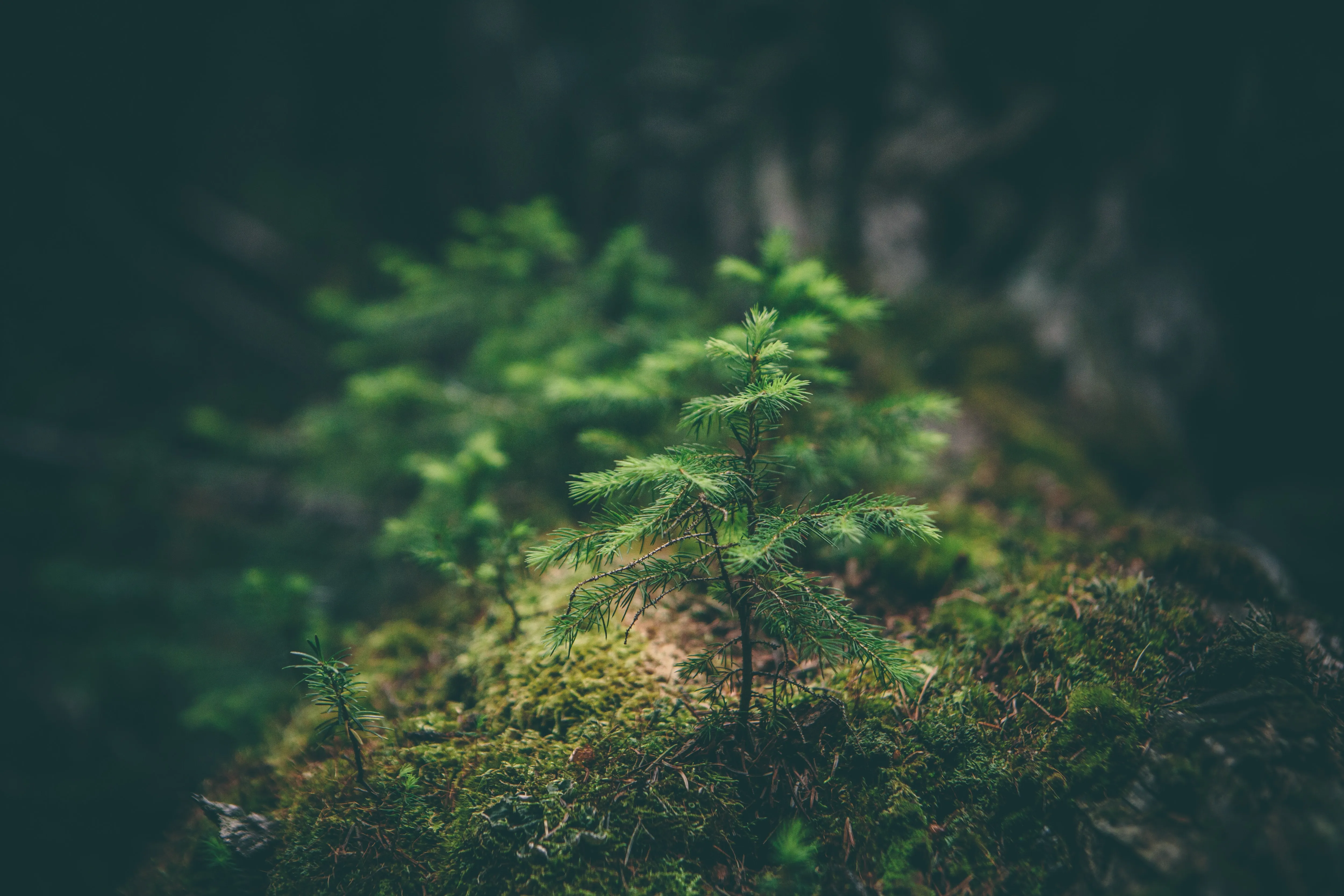 Strategic Planning for Climate Nonprofits